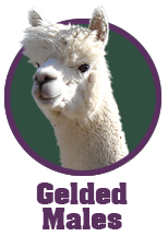 home_link_gelded-males