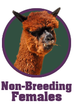 home_link_non-breeding-females