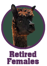 home_link_retired-females