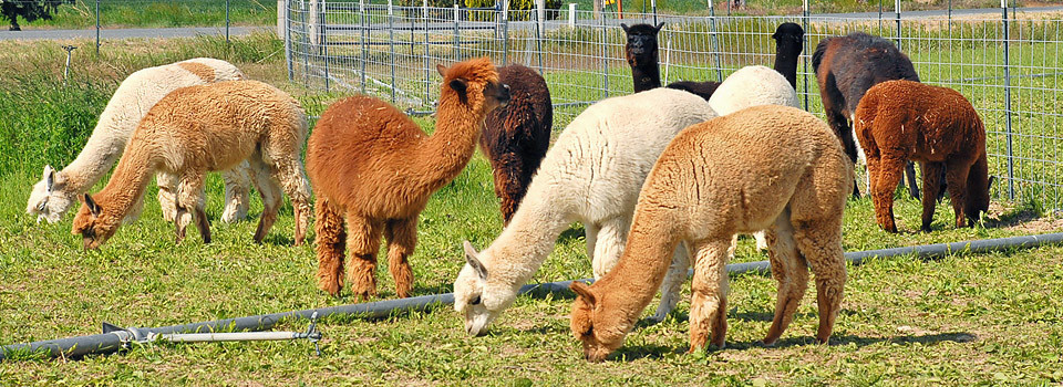 magic_valley_alpacas_slide-02