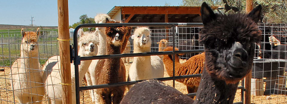 magic_valley_alpacas_slide-04